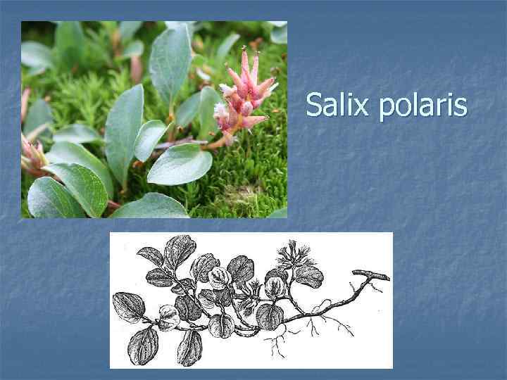 Salix polaris 