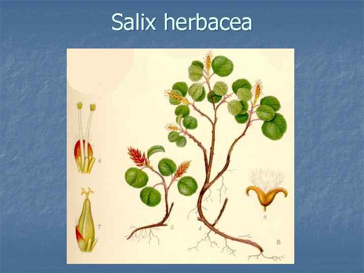 Salix herbacea 