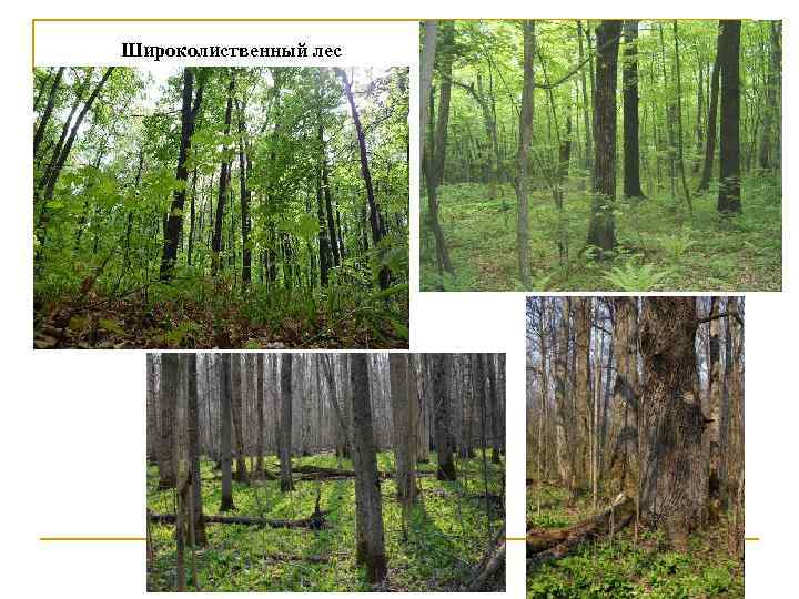 Широколиственный лес 