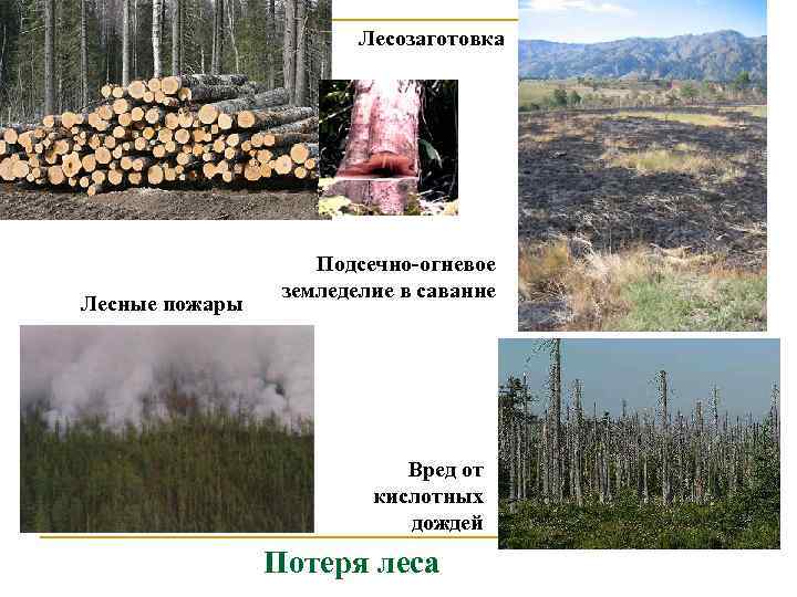 Лесозаготовка Лесные пожары Подсечно-огневое земледелие в саванне Вред от кислотных дождей Потеря леса 