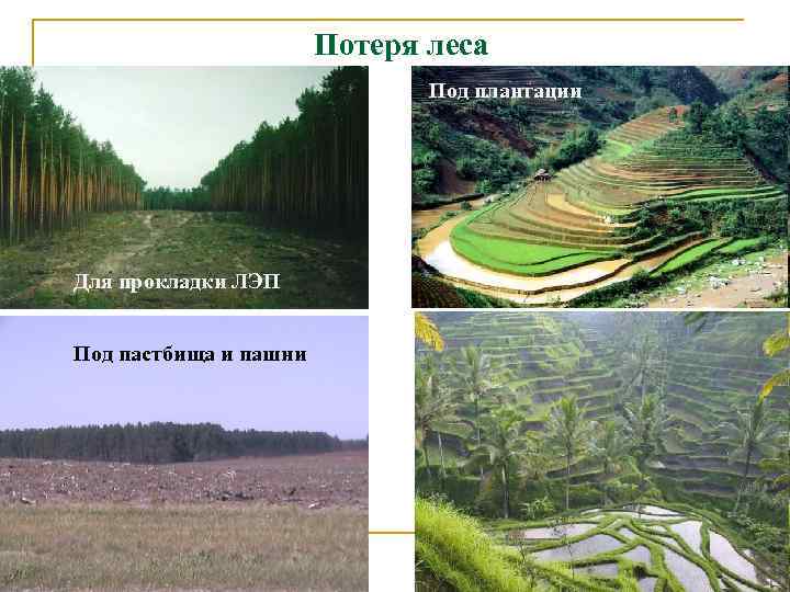 Потеря леса Под плантации Для прокладки ЛЭП Под пастбища и пашни 