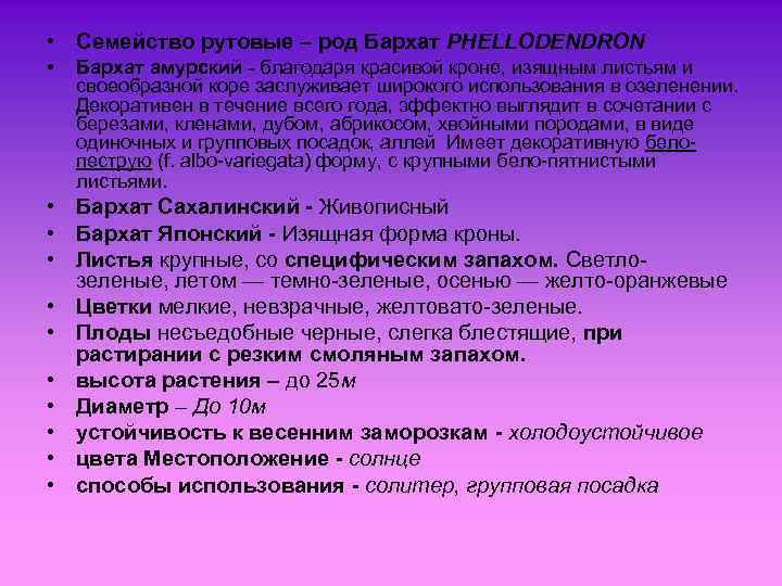  • Семейство рутовые – род Бархат PHELLODENDRON • Бархат амурский - благодаря красивой