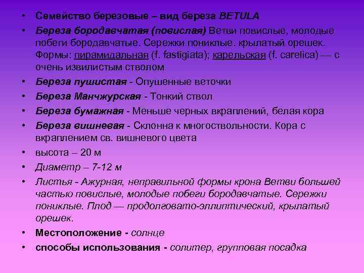  • Семейство березовые – вид береза BETULA • Береза бородавчатая (повислая) Ветви повислые,