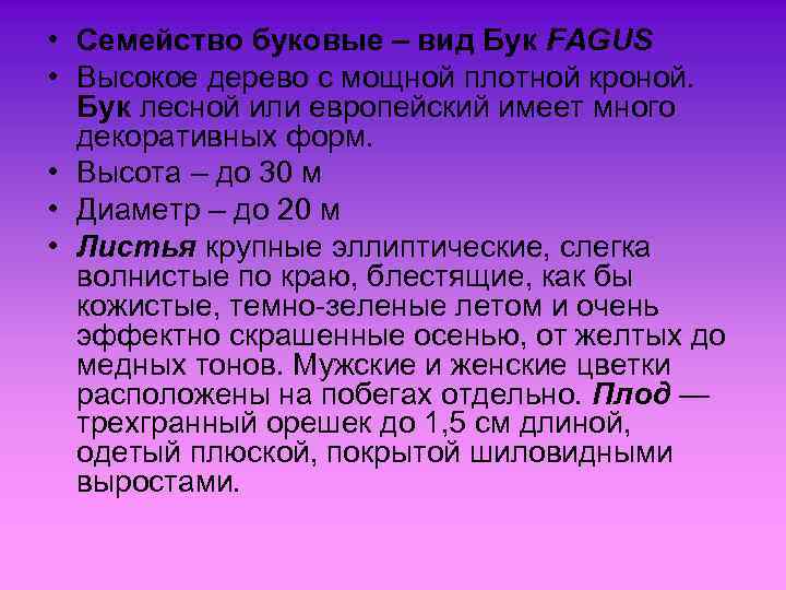  • Семейство буковые – вид Бук FAGUS • Высокое дерево с мощной плотной