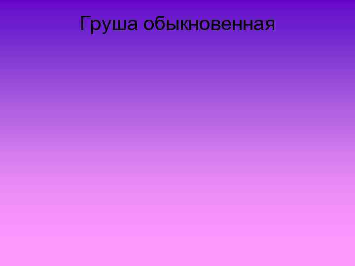 Груша обыкновенная 