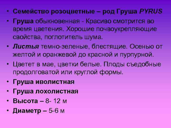  • Семейство розоцветные – род Груша PYRUS • Груша обыкновенная - Красиво смотрится