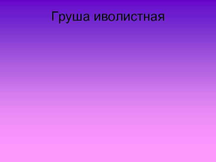 Груша иволистная 