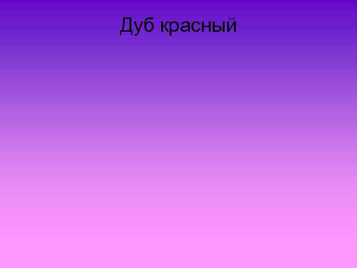 Дуб красный 