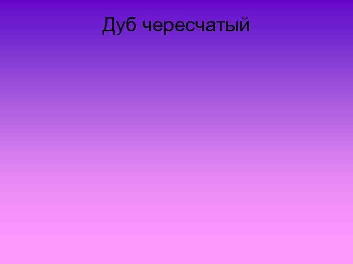 Дуб чересчатый 