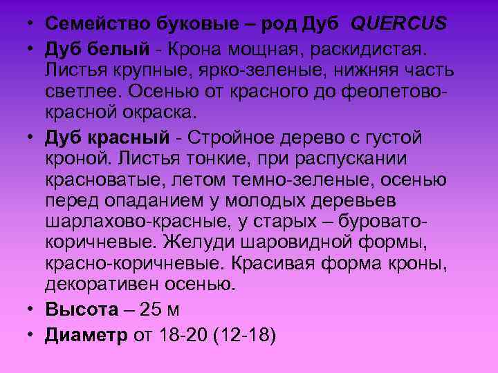  • Семейство буковые – род Дуб QUERCUS • Дуб белый - Крона мощная,