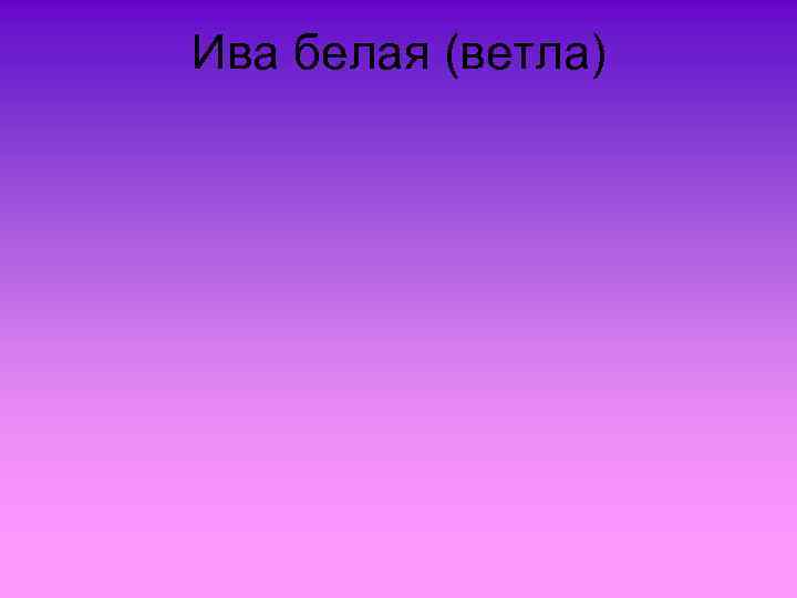 Ива белая (ветла) 