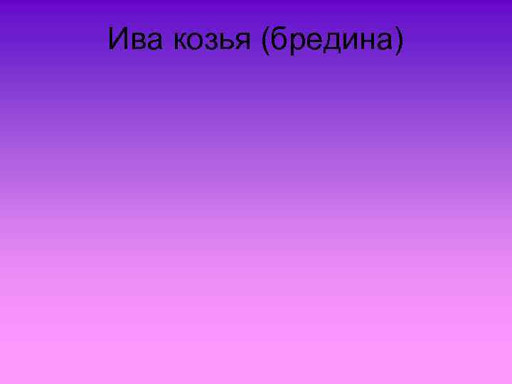 Ива козья (бредина) 