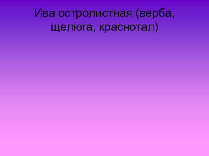 Ива остролистная (верба, щелюга, краснотал) 
