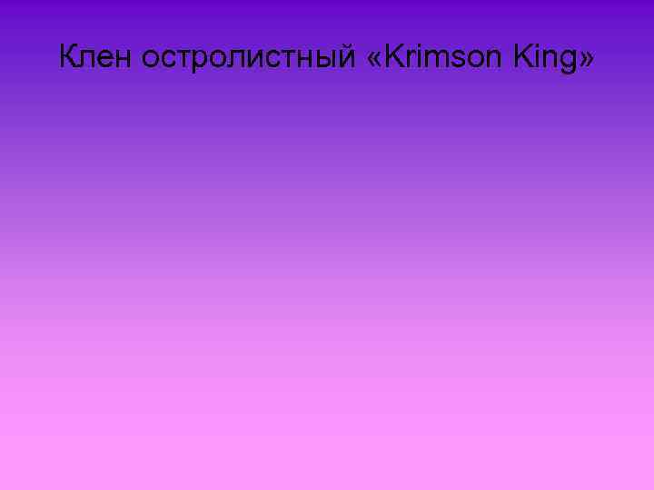 Клен остролистный «Krimson King» 