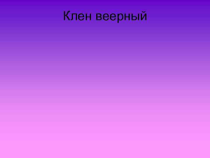Клен веерный 