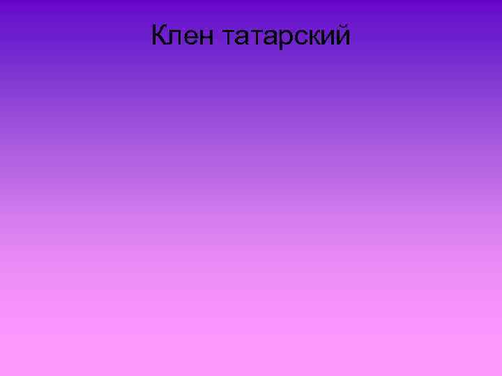 Клен татарский 