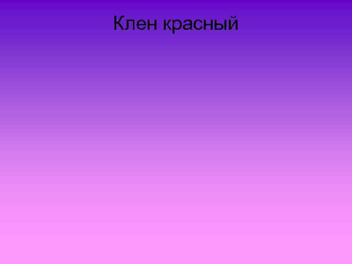Клен красный 