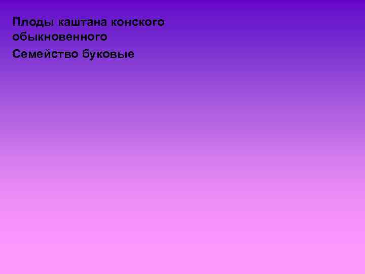 Плоды каштана конского обыкновенного Семейство буковые 