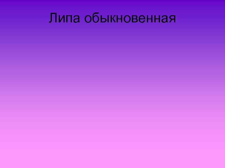 Липа обыкновенная 