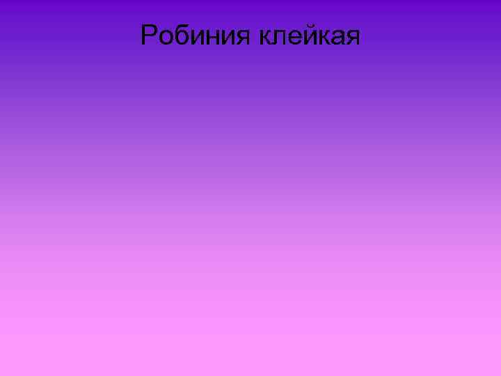 Робиния клейкая 