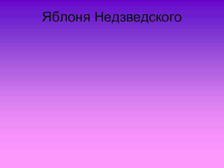 Яблоня Недзведского 