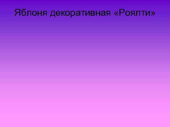 Яблоня декоративная «Роялти» 