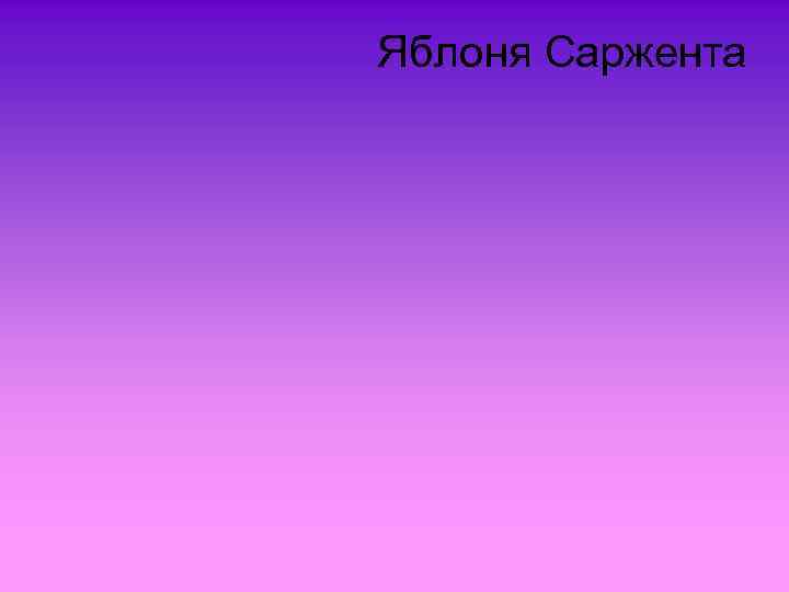 Яблоня Саржента 
