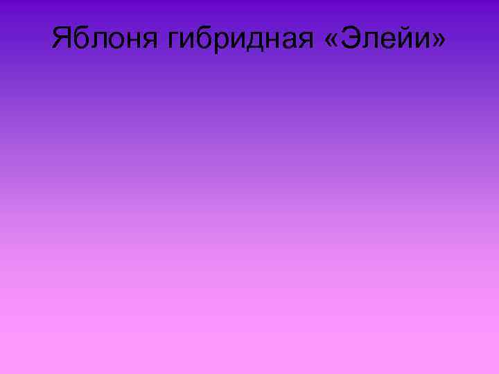 Яблоня гибридная «Элейи» 