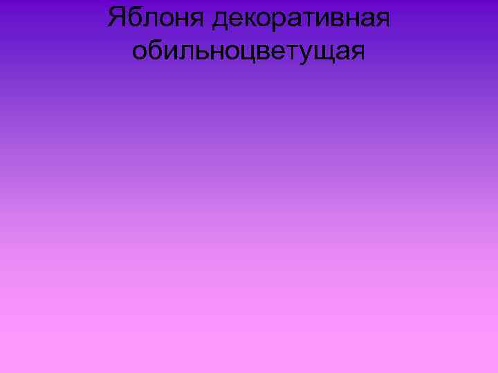 Яблоня декоративная обильноцветущая 