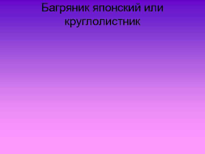 Багряник японский или круглолистник 