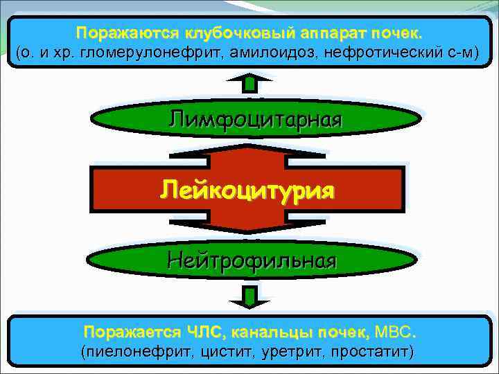 Поражаются клубочковый аппарат почек. (о. и хр. гломерулонефрит, амилоидоз, нефротический с-м) Лимфоцитарная Лейкоцитурия Нейтрофильная