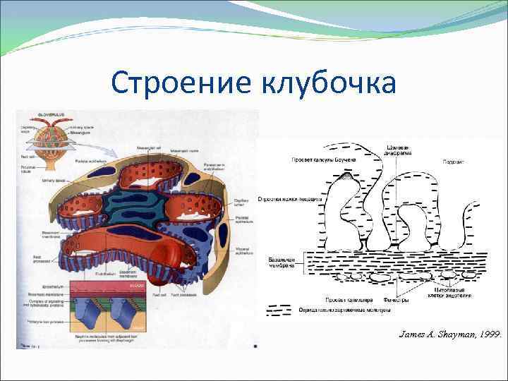 Строение клубочка James A. Shayman, 1999. 