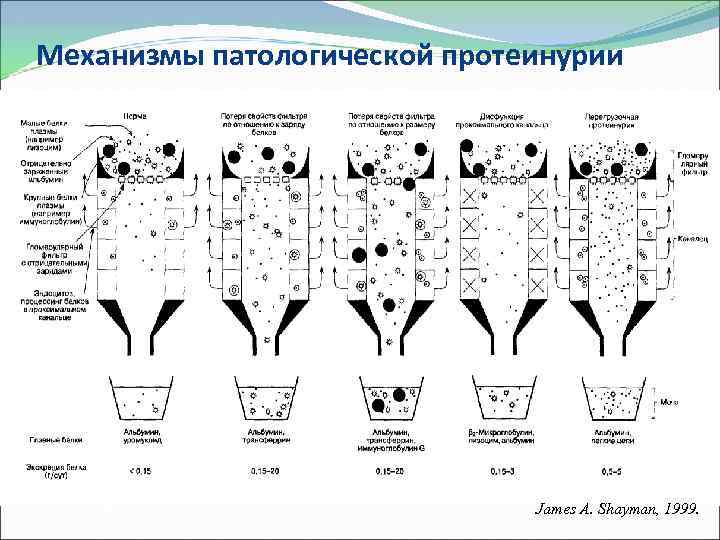 Механизмы патологической протеинурии James A. Shayman, 1999. 