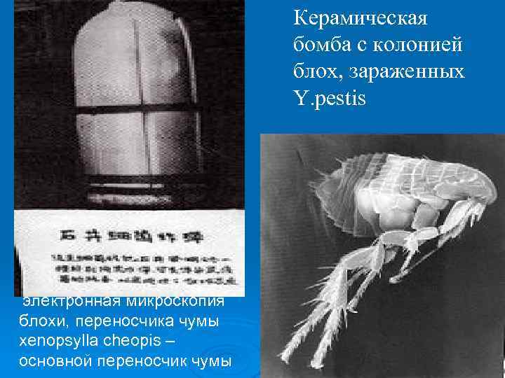 Керамическая бомба с колонией блох, зараженных Y. pestis электронная микроскопия блохи, переносчика чумы xenopsylla