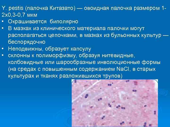 Y. pestis (палочка Китазато) — овоидная палочка размером 12 x 0, 3 -0, 7