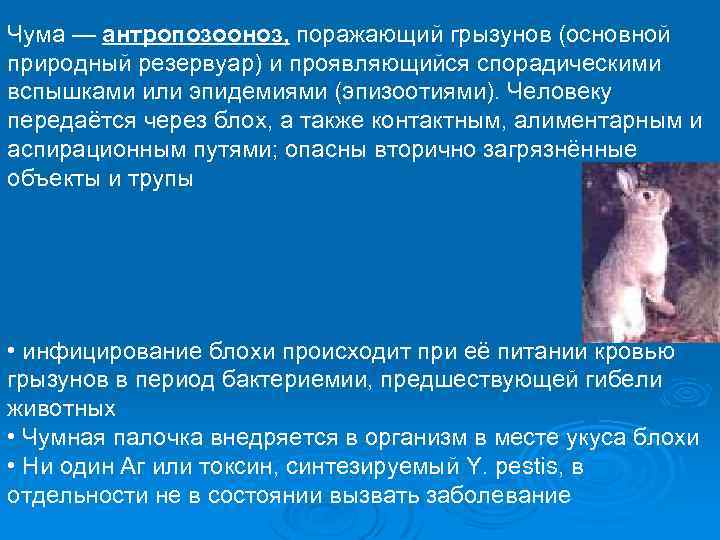 Чума — антропозооноз, поражающий грызунов (основной природный резервуар) и проявляющийся спорадическими вспышками или эпидемиями