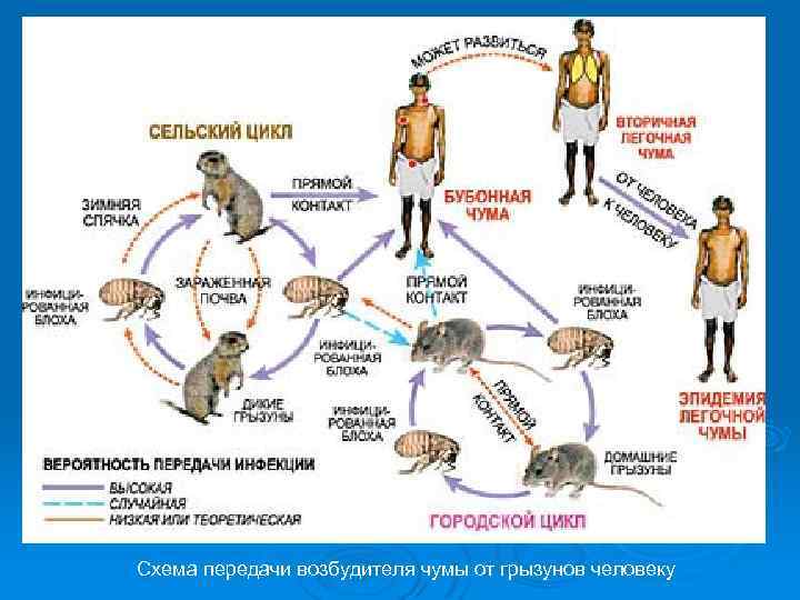 Схема передачи возбудителя чумы от грызунов человеку 