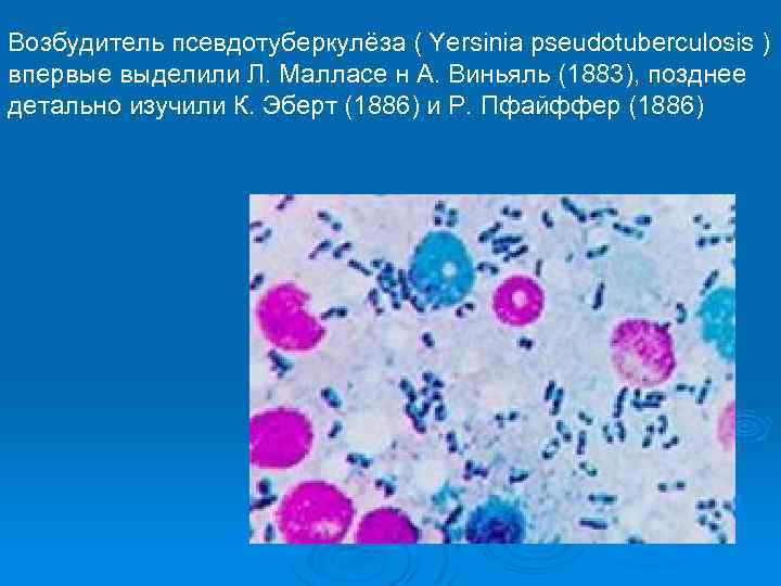 Возбудитель псевдотуберкулёза ( Yersinia pseudotuberculosis ) впервые выделили Л. Малласе н А. Виньяль (1883),