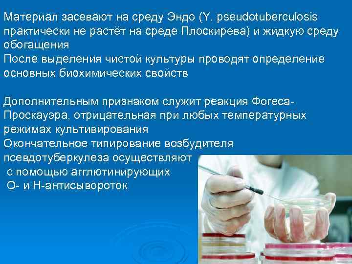 Материал засевают на среду Эндо (Y. pseudotuberculosis практически не растёт на среде Плоскирева) и