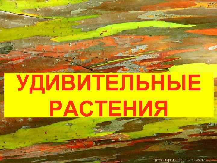 УДИВИТЕЛЬНЫЕ РАСТЕНИЯ 