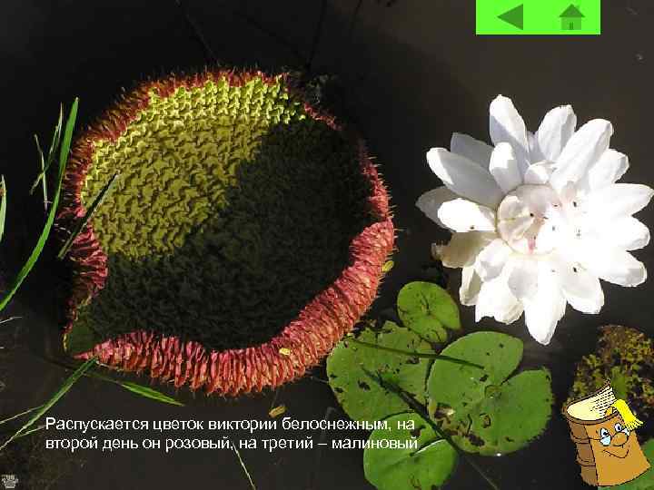 Распускается цветок виктории белоснежным, на второй день он розовый, на третий – малиновый 