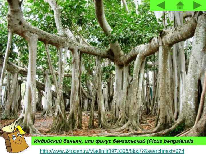 Индийский баньян, или фикус бенгальский (Ficus bengalensis http: //www. 24 open. ru/Vladimir 3973325/blog/? &searchnext=274