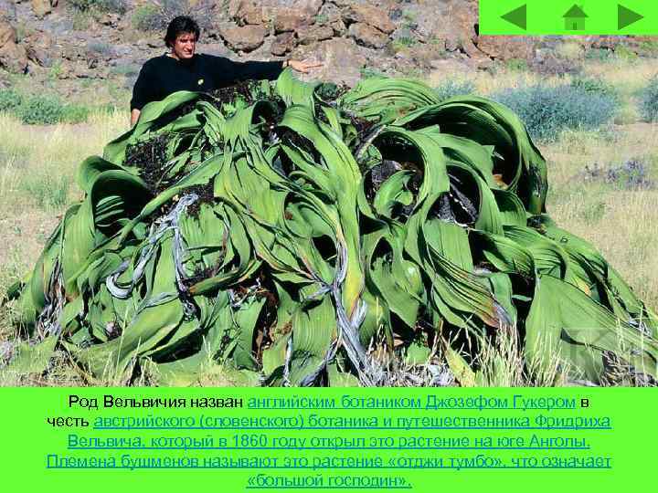 Род Вельвичия назван английским ботаником Джозефом Гукером в честь австрийского (словенского) ботаника и путешественника