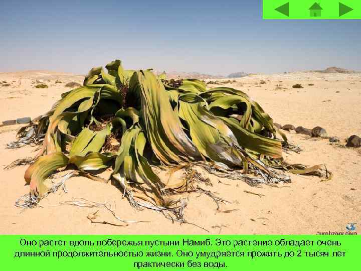 Оно растет вдоль побережья пустыни Намиб. Это растение обладает очень длинной продолжительностью жизни. Оно