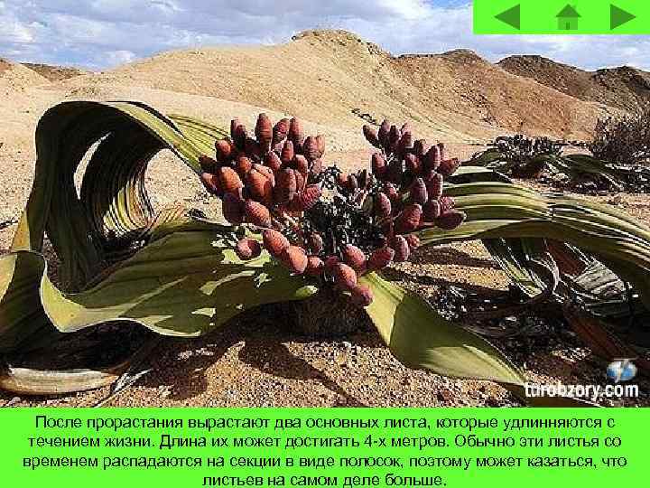 После прорастания вырастают два основных листа, которые удлинняются с течением жизни. Длина их может