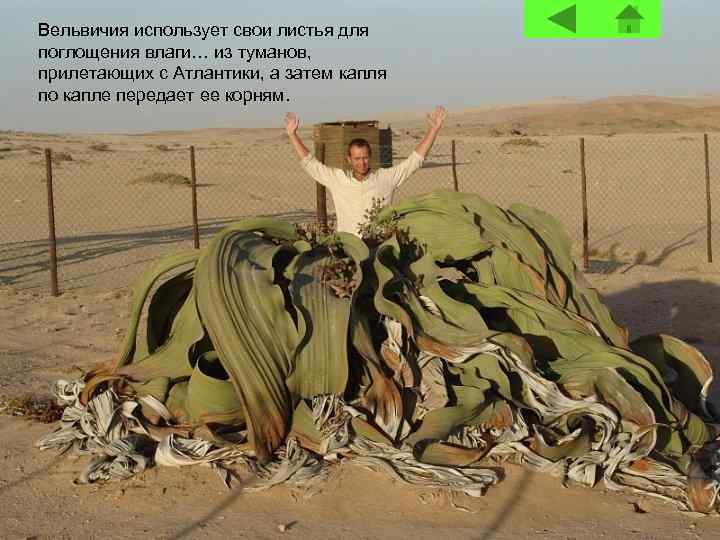 Вельвичия использует свои листья для поглощения влаги… из туманов, прилетающих с Атлантики, а затем