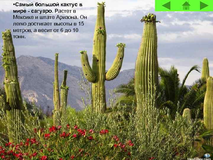  • Самый большой кактус в мире - сагуаро. Растет в Мексике и штате