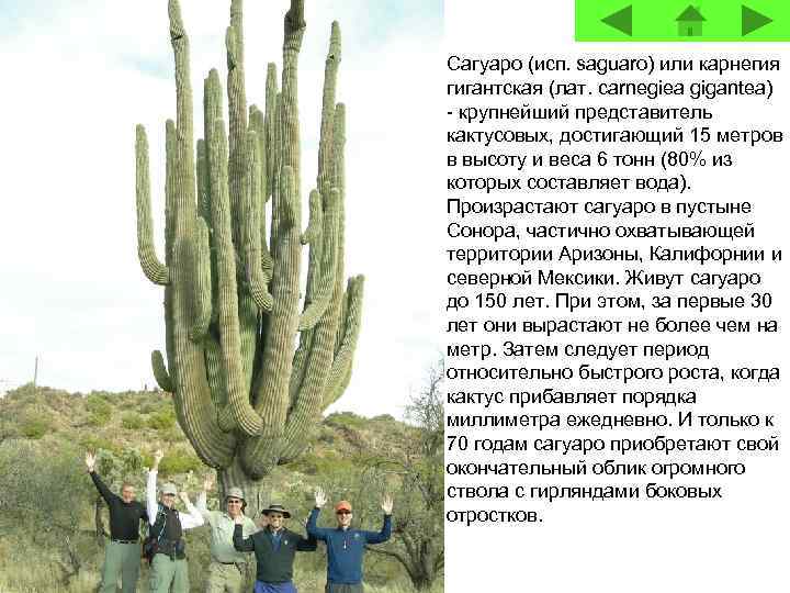 Сагуаро (исп. saguaro) или карнегия гигантская (лат. carnegiea gigantea) - крупнейший представитель кактусовых, достигающий