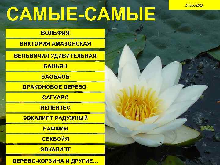 САМЫЕ-САМЫЕ ВОЛЬФИЯ ВИКТОРИЯ АМАЗОНСКАЯ ВЕЛЬВИЧИЯ УДИВИТЕЛЬНАЯ БАНЬЯН БАОБАОБ ДРАКОНОВОЕ ДЕРЕВО САГУАРО НЕПЕНТЕС ЭВКАЛИПТ РАДУЖНЫЙ