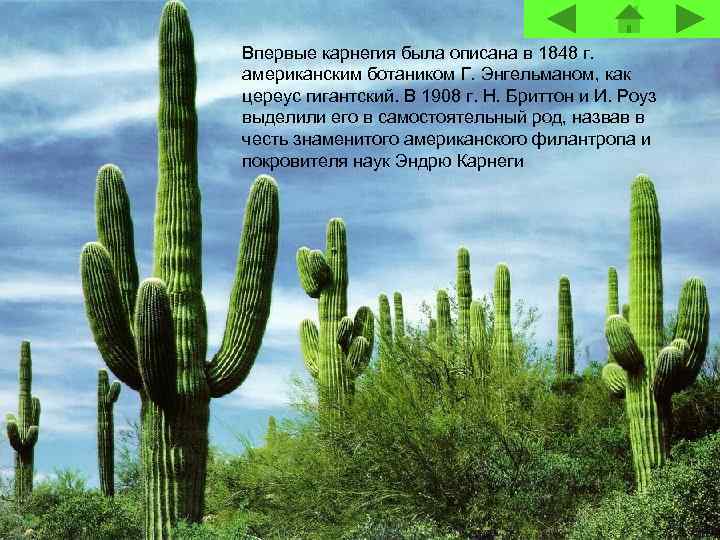 Впервые карнегия была описана в 1848 г. американским ботаником Г. Энгельманом, как цереус гигантский.